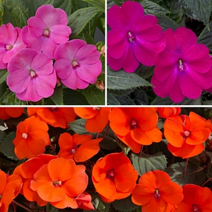 Impatiens Tropical Punch SunPatiens